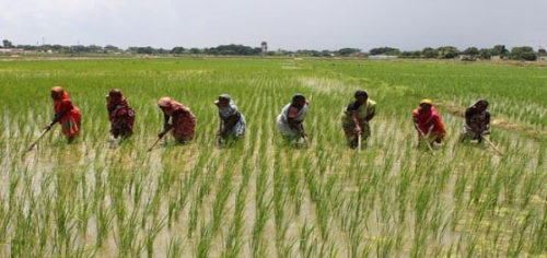 Nigerian rice farmers