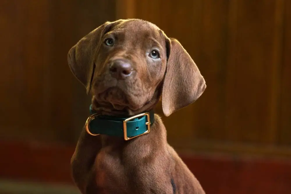 Scooby-Doo: Origins Set for 2027 Release as Netflix Unveils First Look
