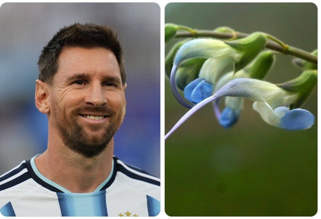 New Plant Species Named After Lionel Messi Discovered in Peru